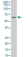 Anti-RPN2 Mouse Polyclonal Antibody