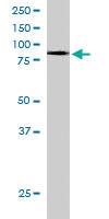 Anti-FOXK2 Goat Polyclonal Antibody