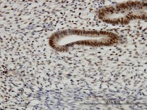 Anti-TFAP4 Mouse Monoclonal Antibody [clone: 7A10]