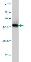 Anti-LEF1 Mouse Monoclonal Antibody [clone: 6H3]