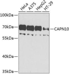 Anti-Calpain 10 antibody