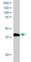 Anti-PPP1R8 Goat Polyclonal Antibody