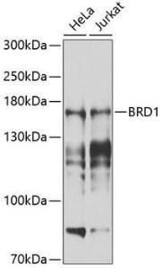 Antibody anti-BRD1 100 µl