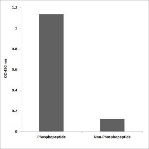 Anti-Pin1 (phospho Ser16) antibody