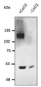 HT1080 cells, with and without the presence of CoCl2, detected by Anti-HIF-1 alpha Antibody at a 1:2500 dilution. Lysates at 100 µg per lane and rabbit anti-goat IgG Antibody (HRP) at a 1:10000 dilution