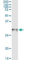 Anti-HLA-DMB Mouse Monoclonal Antibody [clone: 6E10]