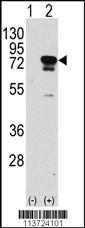 Anti-EIF4B Rabbit polyclonal antibody