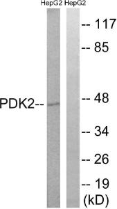 Western blot analysis of lysates from HepG2 cells using Anti-PDK2 Antibody. The right hand lane represents a negative control, where the antibody is blocked by the immunising peptide