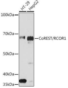 Western blot analysis of extracts of various cell lines, using Anti-CoREST Antibody [ARC2044] (A307585) at 1:1,000 dilution. The secondary antibody was Goat Anti-Rabbit IgG H&L Antibody (HRP) at 1:10,000 dilution.