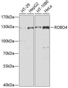 Anti-Robo4 Rabbit Polyclonal Antibody