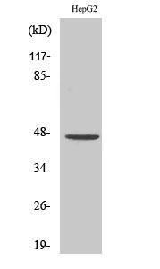 Western blot analysis of various cells using Anti-PDK2 Antibody