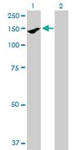 Anti-PARD3 Mouse Polyclonal Antibody