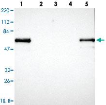 Anti-LRMP Rabbit Polyclonal Antibody