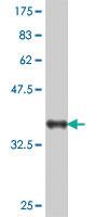 Anti-NLGN1 Mouse Polyclonal Antibody