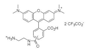 5(6)-tamra ethylened 354 25 mg