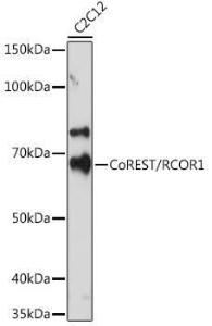 Western blot analysis of extracts of C2C12 cells, using Anti-CoREST Antibody [ARC2044] (A307585) at 1:500 dilution. The secondary antibody was Goat Anti-Rabbit IgG H&L Antibody (HRP) at 1:10,000 dilution.