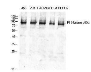 Western blot analysis of various cells using Anti-PI3-kinase p85-alpha Antibody