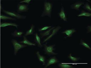 Anti-CRY2 Mouse Monoclonal Antibody [clone: 3H4]