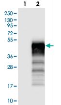 Anti-PIANP Rabbit Polyclonal Antibody