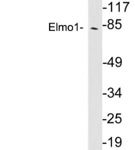 Anti-ELMO1 Rabbit Polyclonal Antibody