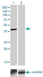 Anti-TFAP4 Mouse Monoclonal Antibody [clone: 7A10]