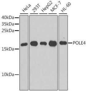 Western blot analysis of extracts of various cell lines, using Anti-POLE4 Antibody (A10825) at 1:1,000 dilution