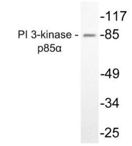 Anti-PI 3 Kinase p85/p55 Rabbit Polyclonal Antibody