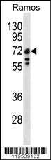 Anti-LMNB1 Rabbit Polyclonal Antibody