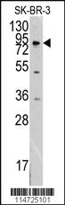 Anti-MCK10 Rabbit Polyclonal Antibody