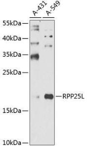 Western blot analysis of extracts of various cell lines, using Anti-RPP25L Antibody (A10826) at 1:1,000 dilution