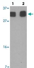 Anti-RILPL2 Rabbit Polyclonal Antibody