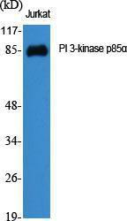 Anti-PI 3 Kinase p85/p55 Rabbit Polyclonal Antibody