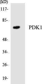 Western blot analysis of the lysates from RAW264.7 cells using Anti-PDK1 Antibody