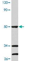 Anti-CASP9 Rabbit Polyclonal Antibody