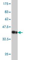 Anti-NLGN1 Mouse Monoclonal Antibody [clone: 2G7]