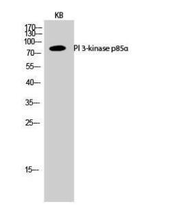 Anti-PI 3 Kinase p85/p55 Rabbit Polyclonal Antibody