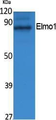 Anti-ELMO1 Rabbit Polyclonal Antibody