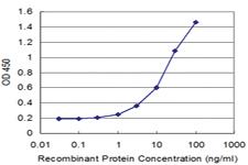 Anti-CRY2 Mouse Monoclonal Antibody [clone: 3H4]