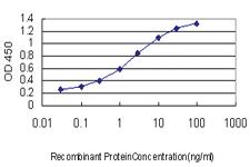 Anti-TFAP4 Mouse Monoclonal Antibody [clone: 7A10]