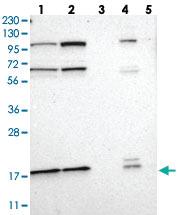 Anti-LAMTOR1 Rabbit Polyclonal Antibody