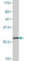 Anti-RPL39 Mouse Polyclonal Antibody