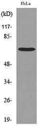 Western blot analysis of lysate from HeLa cells using Anti-PCK1 Antibody