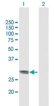 Anti-HLA-DOB Mouse Polyclonal Antibody