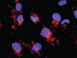 Anti-CCNB1 + CDC25A Antibody Pair