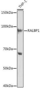 Anti-RALBP1 antibody