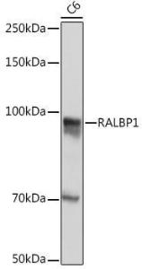 Anti-RALBP1 antibody