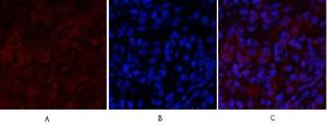 Anti-PI 3 Kinase p85/p55 Rabbit Polyclonal Antibody