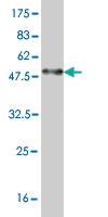 Anti-LEF1 Mouse Monoclonal Antibody [clone: 1H2]