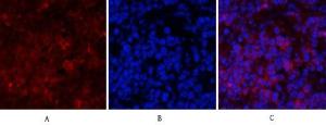 Anti-PI 3 Kinase p85/p55 Rabbit Polyclonal Antibody