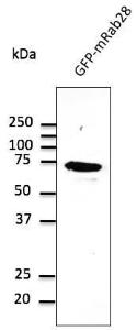 HEK293 cells, transfected with GFP-RAB28, detected with Anti-RAB28 Antibody at a 1:1,000 dilution. Lysate at 50 µg and rabbit anti-goat IgG antibody (HRP) at a 1:10,000 dilution